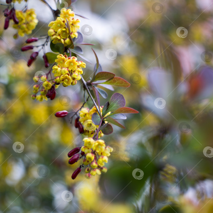 Скачать Мягкий акцент прекрасных весенних цветов Berberis thunbergii Atropurpurea blossom. Макрос крошечных желтых цветков барбариса на фоне элегантной фиолетовой листвы с эффектом боке. Концепция природы для дизайна. фотосток Ozero