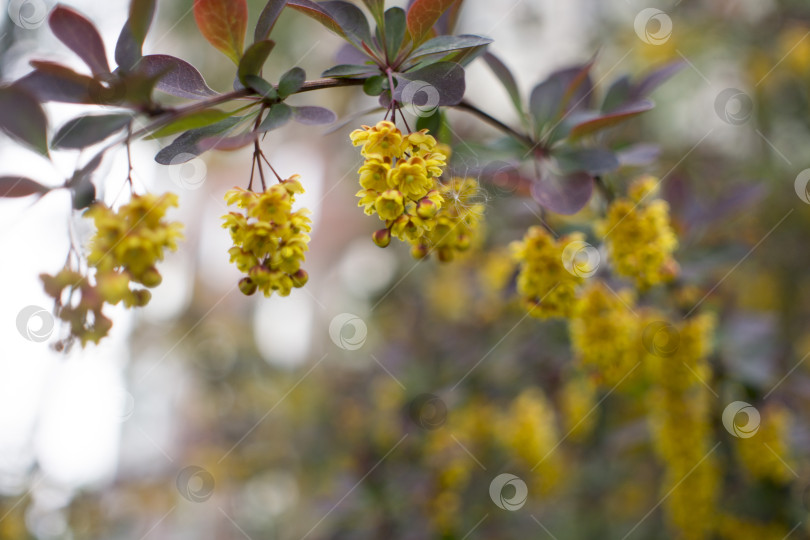 Скачать Мягкий акцент прекрасных весенних цветов Berberis thunbergii Atropurpurea blossom. Макрос крошечных желтых цветков барбариса на фоне элегантной фиолетовой листвы с эффектом боке. Концепция природы для дизайна. фотосток Ozero