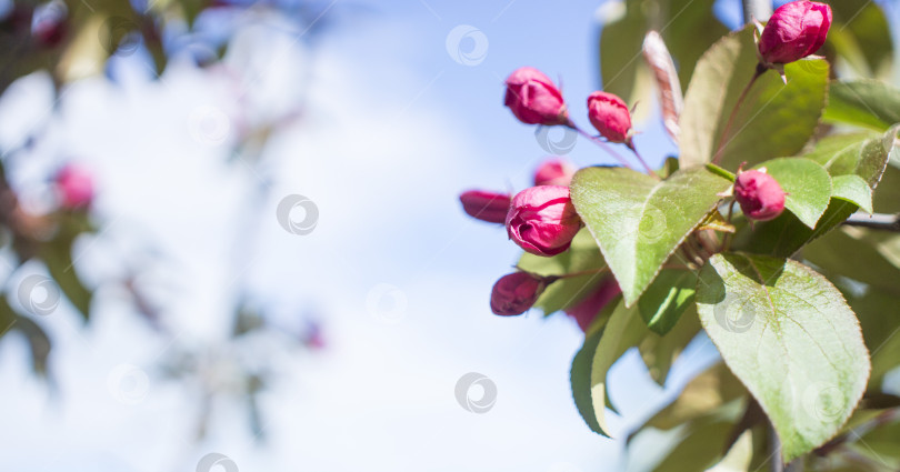 Скачать Фон весеннего цветения. Цветущая весна. Яблоня цветет розовыми цветами. фотосток Ozero