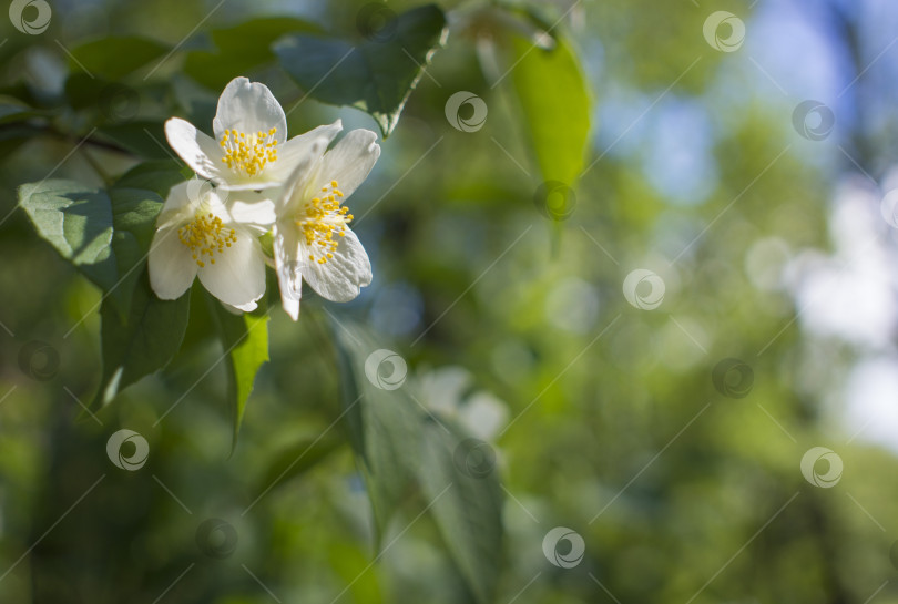 Скачать Прекрасный белый цветок жасмина в пасмурный летний день фотосток Ozero
