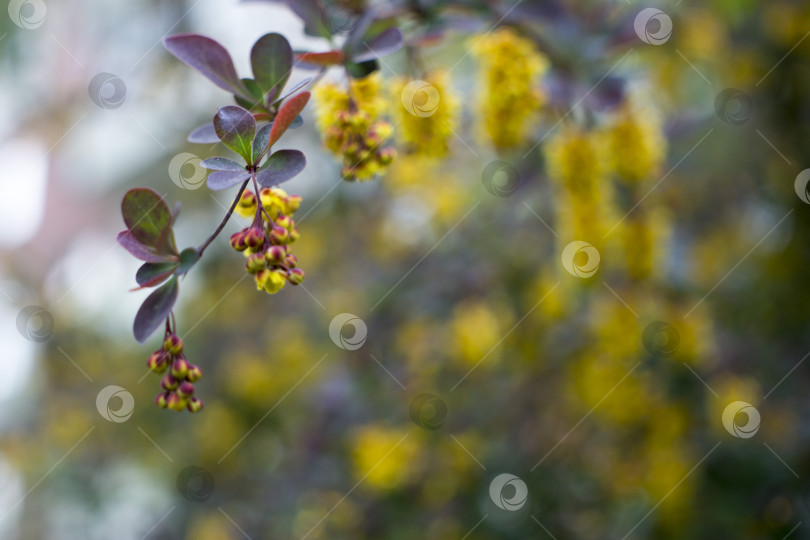 Скачать Мягкий акцент прекрасных весенних цветов Berberis thunbergii Atropurpurea blossom. Макрос крошечных желтых цветков барбариса на фоне элегантной фиолетовой листвы с эффектом боке. Концепция природы для дизайна. фотосток Ozero