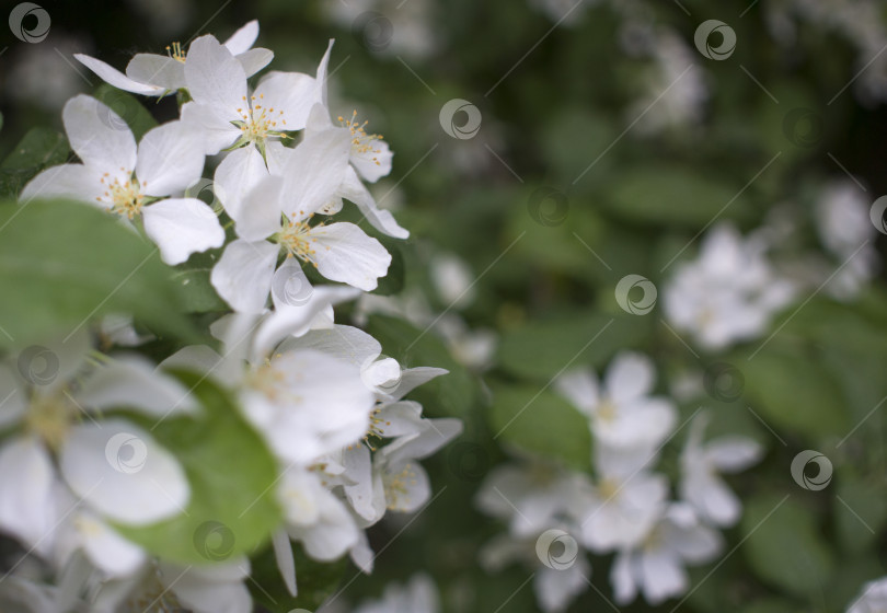 Скачать Цветы на яблонях. семеноносная часть растения, состоящая из репродуктивных органов, которые обычно окружены ярко окрашенным венчиком из лепестков фотосток Ozero