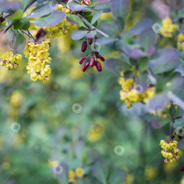 Скачать Мягкий акцент прекрасных весенних цветов Berberis thunbergii Atropurpurea blossom. Макрос крошечных желтых цветков барбариса на фоне элегантной фиолетовой листвы с эффектом боке. Концепция природы для дизайна. фотосток Ozero