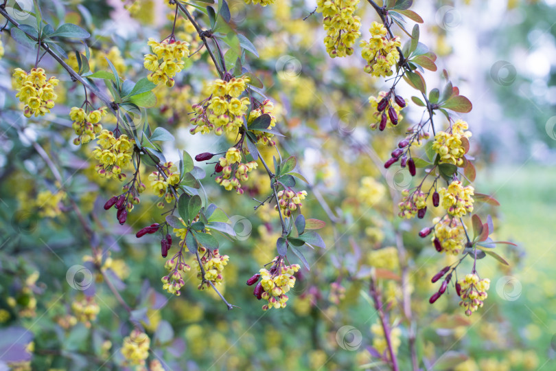 Скачать Мягкий акцент прекрасных весенних цветов Berberis thunbergii Atropurpurea blossom. Макрос крошечных желтых цветков барбариса на фоне элегантной фиолетовой листвы с эффектом боке. Концепция природы для дизайна. фотосток Ozero