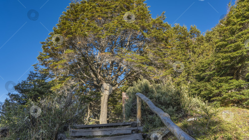 Скачать Красивое раскидистое дерево-нотофагус фотосток Ozero