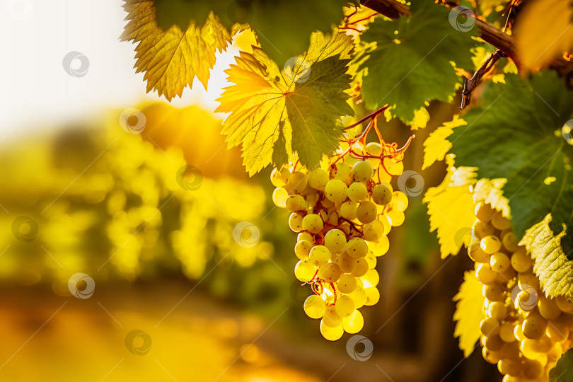 Скачать Гроздь спелого зеленого сладкого винограда на виноградной лозе на размытом фоне пейзажа фотосток Ozero