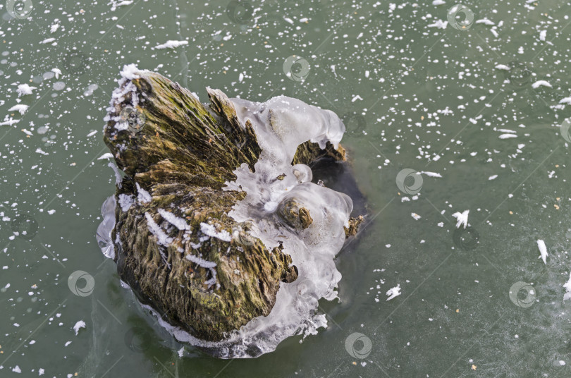 Скачать Старый пень, вмерзший в лед. фотосток Ozero