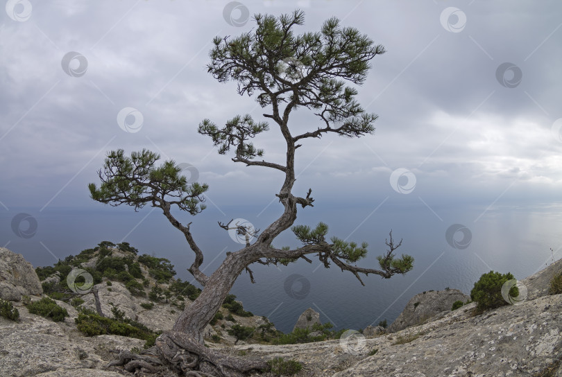 Скачать Реликтовая сосна в скалах на берегу моря. фотосток Ozero