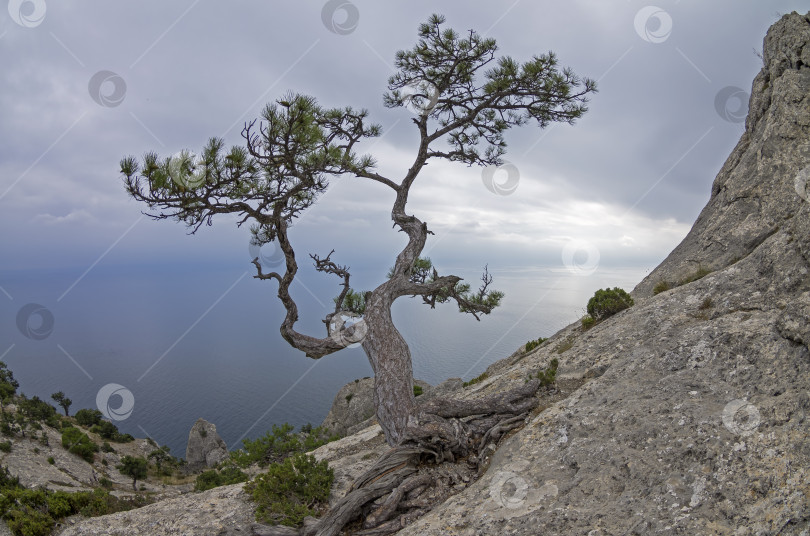 Скачать Сосна на скале на фоне серого неба. Крым. фотосток Ozero