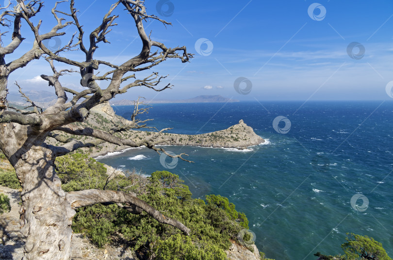 Скачать Морской пейзаж с засохшей сосной. Крым, сентябрь. фотосток Ozero