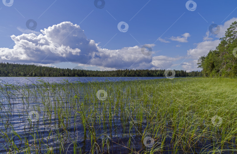 Скачать Река Писта в солнечный летний день. Карелия. фотосток Ozero