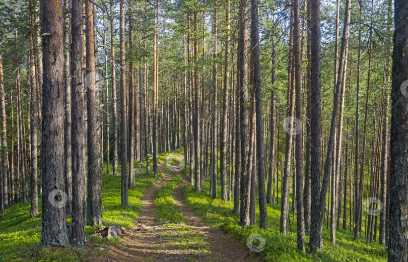 Скачать Старая лесная дорога. фотосток Ozero