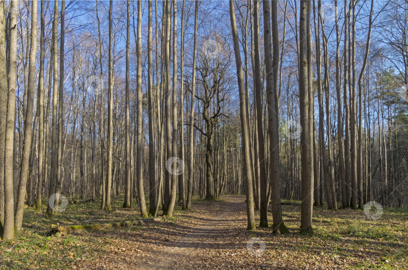 Скачать Тропинка в осеннем лесу. фотосток Ozero