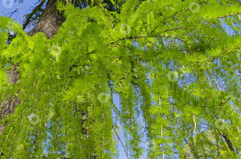 Скачать Молодая хвоя на ветвях европейской лиственницы фотосток Ozero