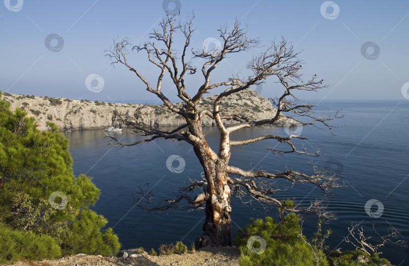 Скачать Засохшая сосна над морем. фотосток Ozero