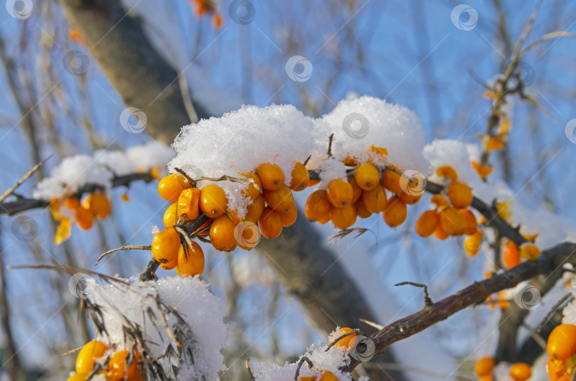 Скачать Заснеженные ягоды на кусте облепихи. фотосток Ozero