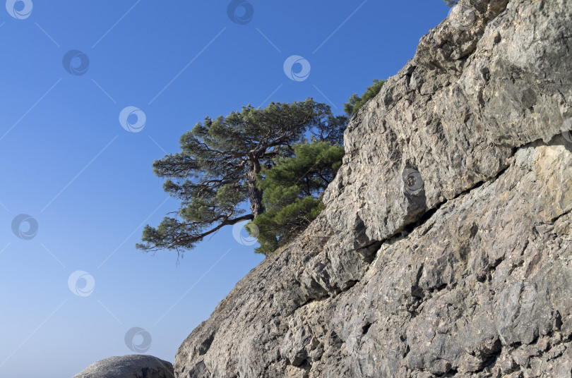 Скачать Реликтовая сосна на скале. Крым. фотосток Ozero