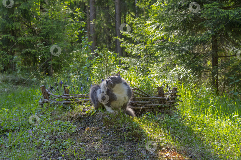 Скачать Кошка царапала лесную поляну фотосток Ozero