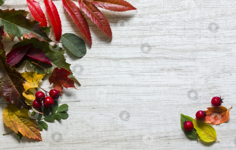 Скачать яркие осенние листья и ягоды. фон для текста фотосток Ozero