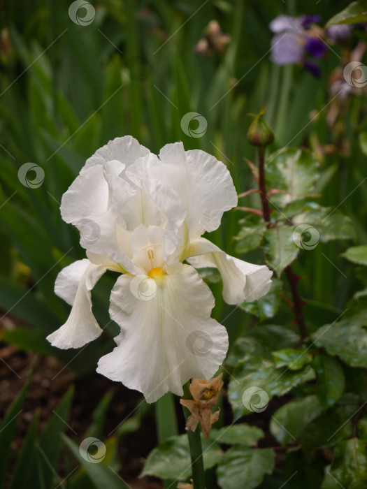 Скачать Красивый цветок белого ириса фотосток Ozero