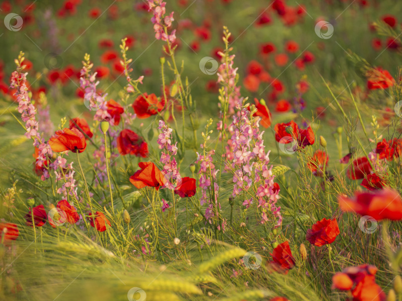 Скачать Цветы красных маков и розовых люпинов на поле в лучах фотосток Ozero