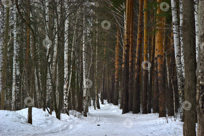 Скачать Природа.Тропинка в зимнем лесу. фотосток Ozero
