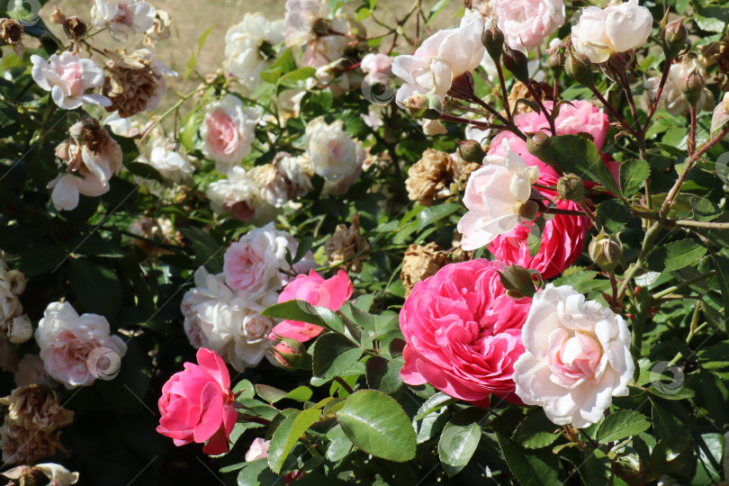 Скачать Красивые, натуральные, розовые розы на зеленом кусте в саду фотосток Ozero
