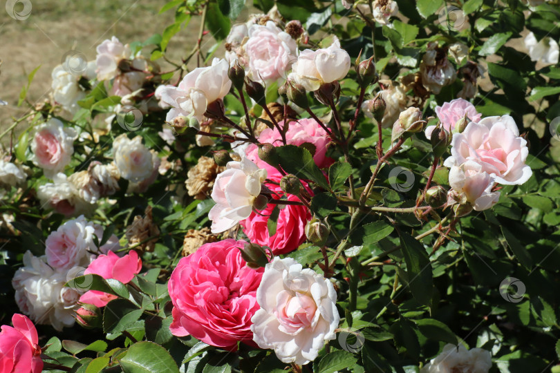 Скачать Красивые, натуральные розовые розы на зеленых кустах в саду фотосток Ozero