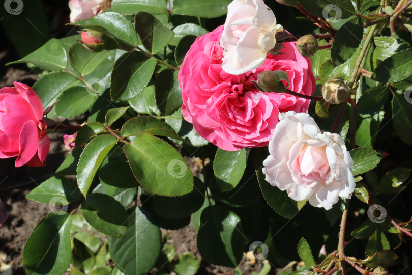 Скачать Красивые, натуральные, розовые розы в саду фотосток Ozero