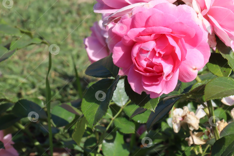 Картинки красивые розы в саду — фото