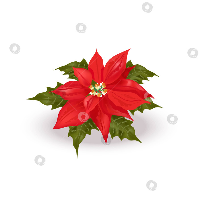 Скачать Красивая реалистичная пуансеттия. Рождественский цветок. Ярко-красное растение молочая "Вифлеемская звезда" с зелеными листьями для принтов, декора фотосток Ozero