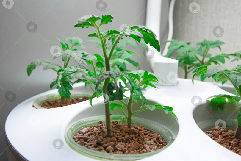 Скачать Выращивание помидоров в закрытом помещении. Аэропонная установка для выращивания растений. Помидоры в помещении. фотосток Ozero