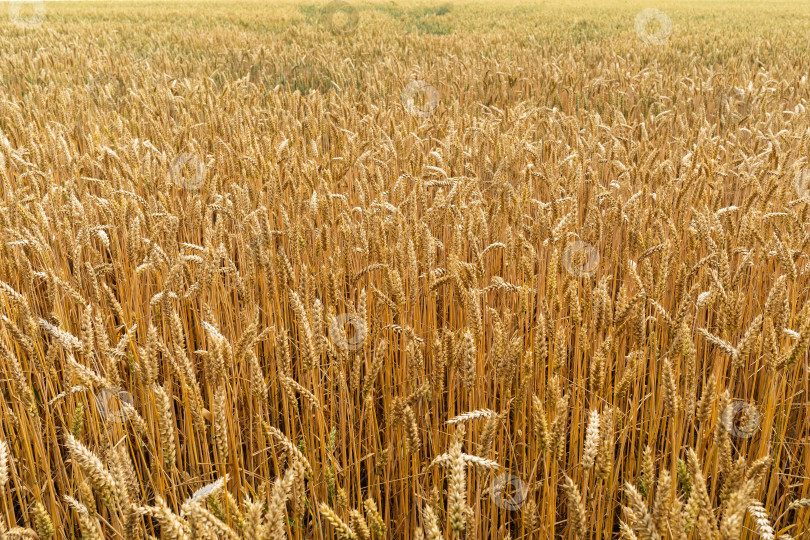 Скачать Предыстория выращивания пшеницы в поле фотосток Ozero