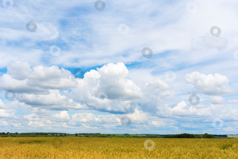 Скачать Сельский пейзаж с пшеничным полем и облачным небом фотосток Ozero