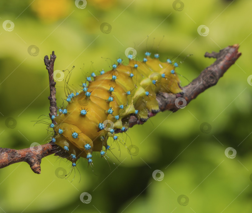 Скачать Гусеница гигантской павлиньей бабочки Сатурнии Пири на бр фотосток Ozero