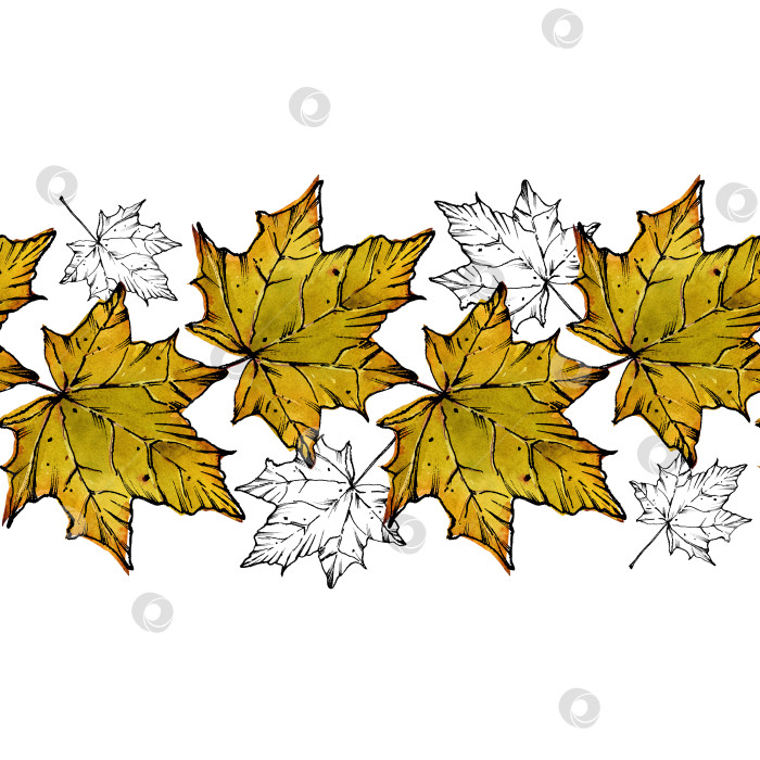 Скачать Узор окаймлен желтыми осенними кленовыми листьями. Опавшие листья. Смешанная техника: графика и акварель. Иллюстрация для дизайна упаковки, атласные ленты, ткань. Изолированный белый фон. фотосток Ozero