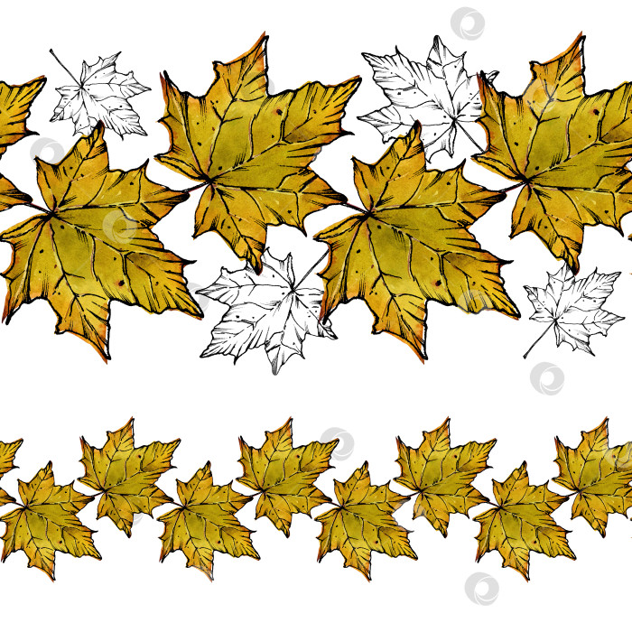 Скачать Кленовый лист. Горизонтальная кайма из опавших осенних листьев. Лиственные деревья и кустарники. Иллюстрация в смешанной технике: графика и акварель. Для оформления обоев, керамики, упаковки. фотосток Ozero