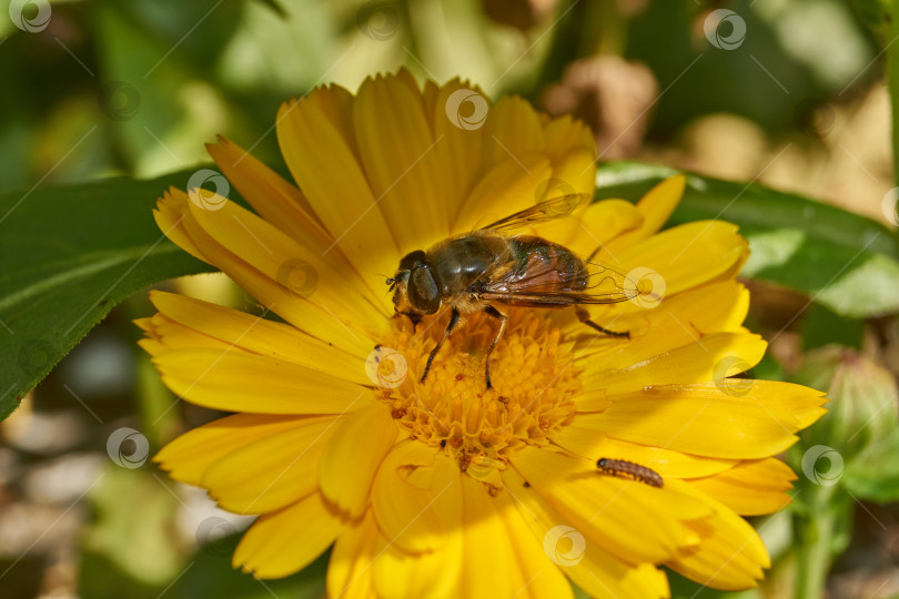 Скачать Муха собирает нектар и пыльцу с цветков календулы. фотосток Ozero