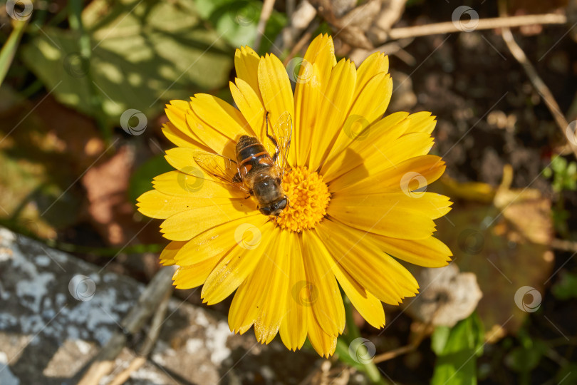 Скачать Муха собирает нектар и пыльцу с цветков календулы. фотосток Ozero
