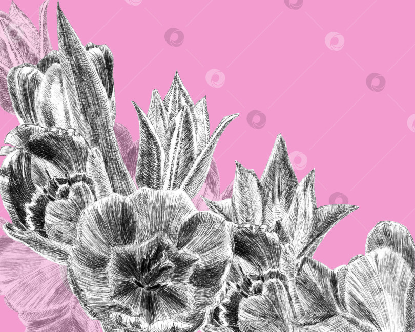 Скачать Поздравительная открытка из цветов тюльпана фотосток Ozero