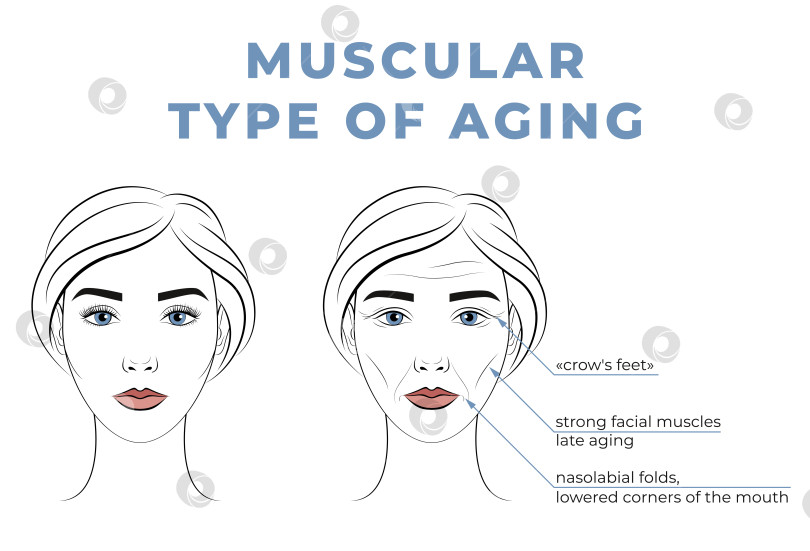 Скачать Мышечный тип старения на лице. Лицо женщины в молодости и в старости. фотосток Ozero