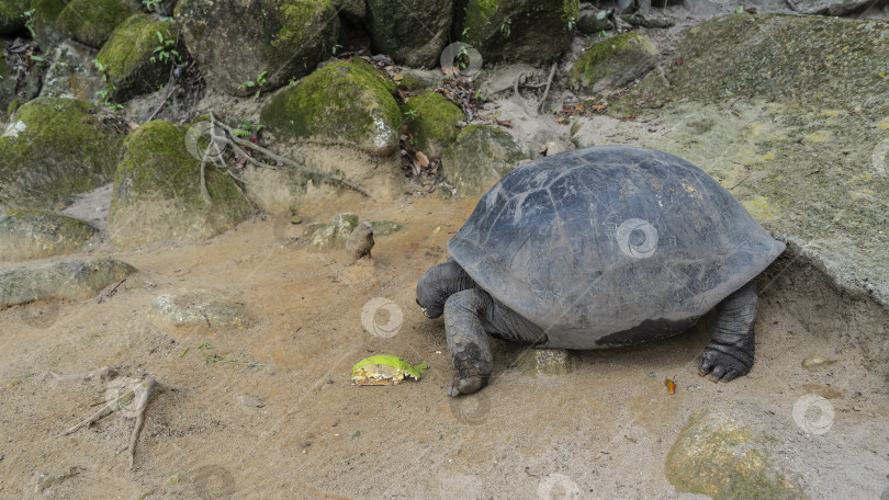 Скачать Гигантская черепаха Aldabrachelys gigantea ест тропический фрукт. фотосток Ozero