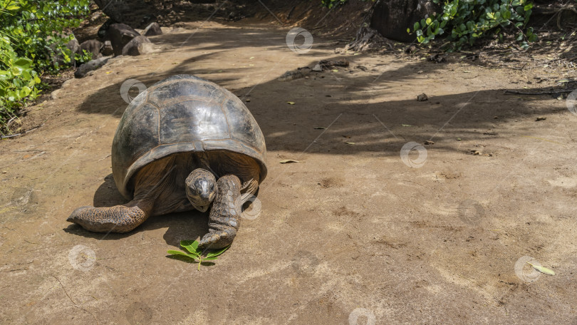 Скачать Гигантская черепаха Aldabrachelys gigantea прогуливается по грунтовой дорожке. фотосток Ozero