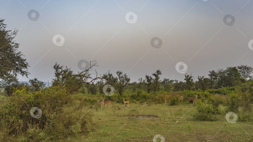 Скачать Группа пятнистых оленей Аксиса пасется на зеленом лугу в джунглях. фотосток Ozero