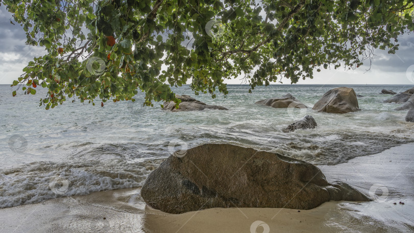 Скачать Зеленые ветви дерева нависали над пляжем. фотосток Ozero