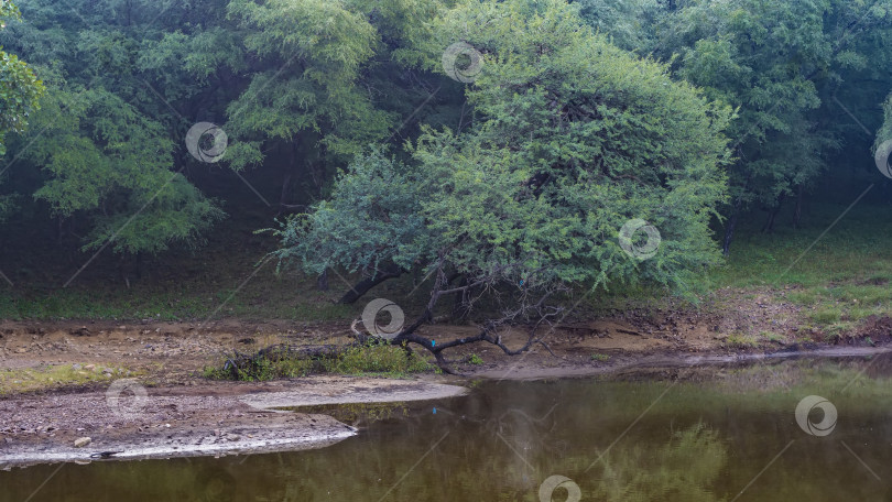 Скачать Спокойное озеро в джунглях окружено пышными зелеными деревьями. фотосток Ozero