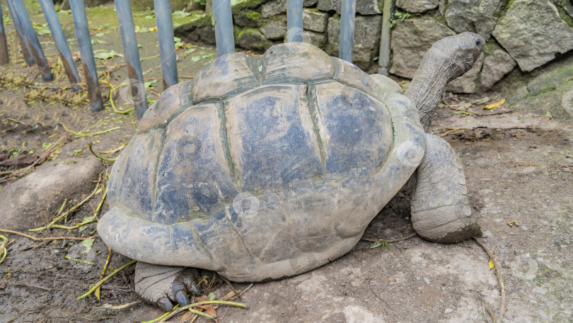 Скачать Гигантская черепаха Aldabrachelys gigantea стоит у изгороди в загоне. фотосток Ozero
