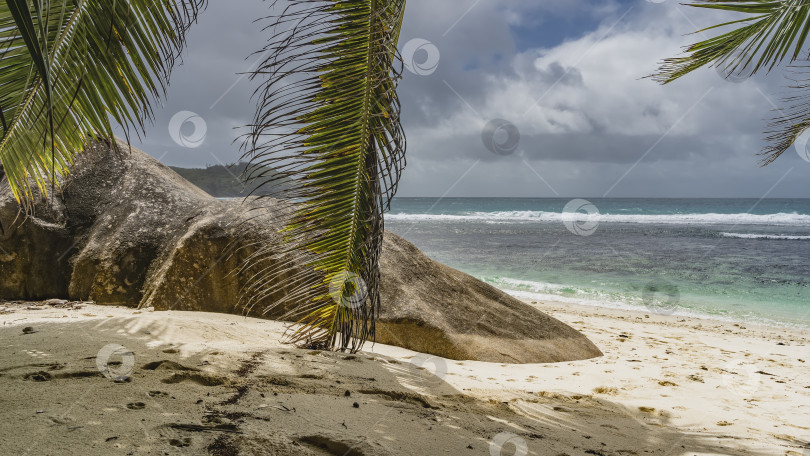 Скачать Пальмовые листья нависали над пляжем. фотосток Ozero