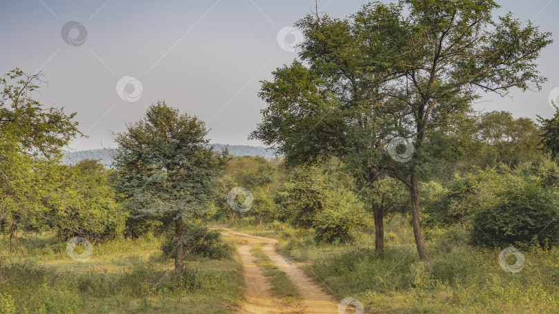 Скачать Узкая грунтовая дорога для сафари петляет по джунглям. фотосток Ozero