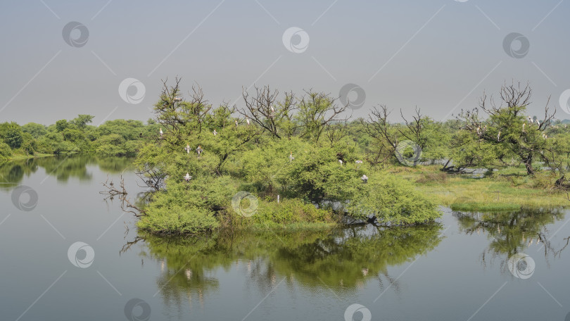 Скачать В болотистой местности растут пышные деревья и кустарники. фотосток Ozero